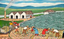 Agostinho Batista de Freitas - Colheita com Usina