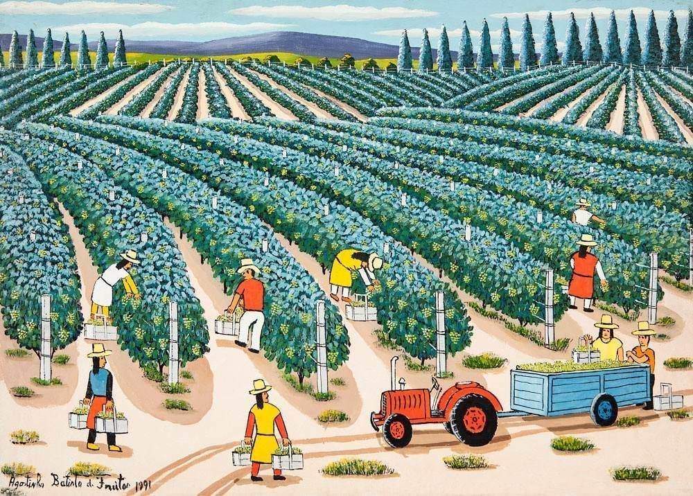 Agostinho Batista de Freitas - Plantação de Uva