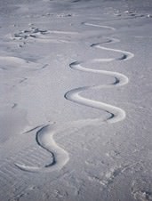 Andy Goldsworthy - Waiting for fhe Wind