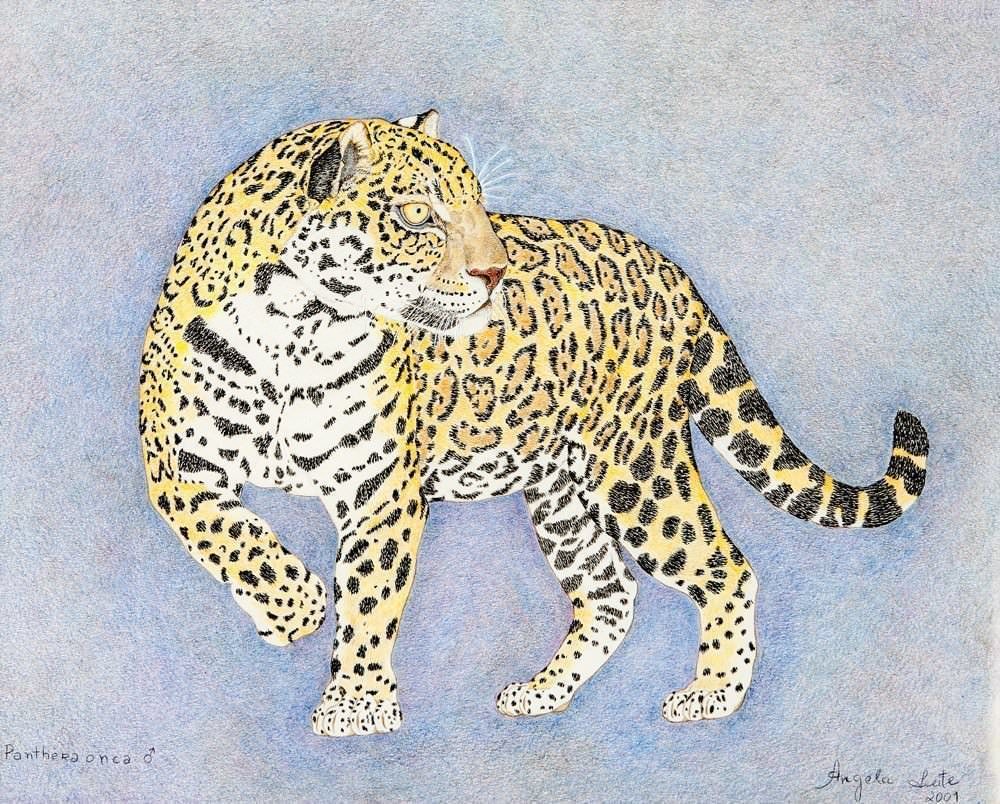 Angela Leite - Panthera onça