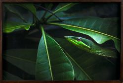 Araquem Alcantara - Cobra Verde - Floresta Nacional Tapajós - PA