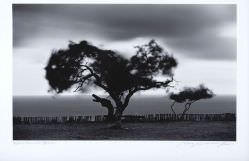 Araquem Alcantara - Trancoso - Bahia