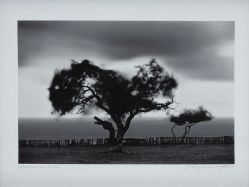 Araquem Alcantara - Trancoso - Bahia