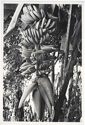 Bananeira -