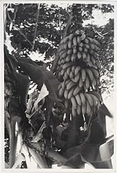 Bananeira -
