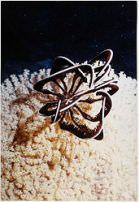 Autor Não Identificado - Coral no Fundo do Mar