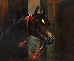 Booucki - Cavalo