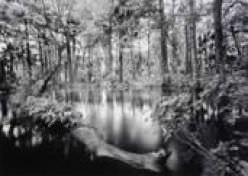 Clyde Butcher - Loxahatchee River #1