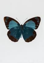 Damien Hirst - Borboleta