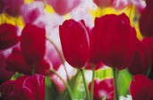Dennis Stock - Tulipa - Tulip Series