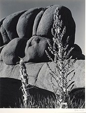 Edward Weston - Wonderland of Rocks - Joshua Tree National Monumnet