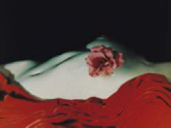 Erwin Blumenfeld - Nude With Camelia, N.Y.