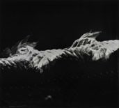 Étienne-jules Marey - Oiseau Au Vol