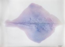 Franklin Cassaro - Sem Titulo