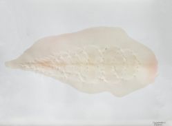 Franklin Cassaro - Sem Titulo