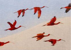 Gabriel Giucci - Revoada dos Guarás