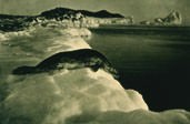 Herbert George Ponting - A Weddell Seal About To Dive