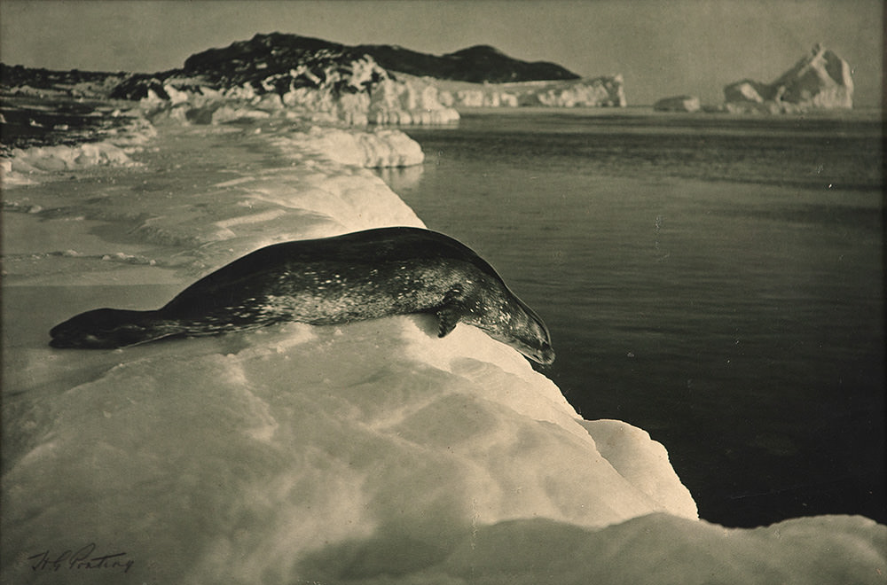 Herbert George Ponting - A Weddell Seal About To Dive