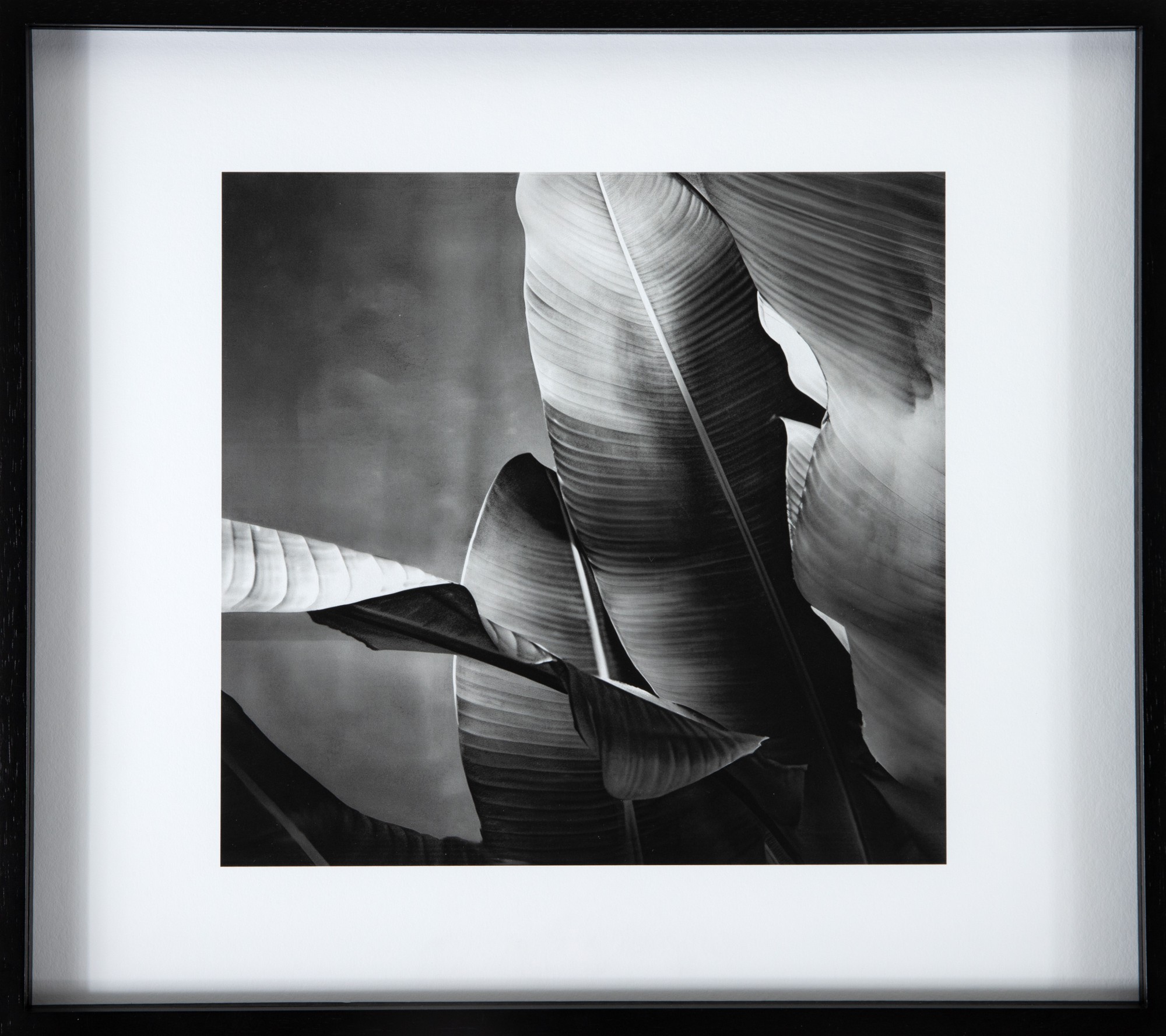 Hugo Kovadloff - Bananeira