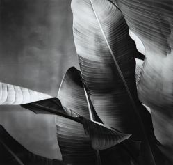 Hugo Kovadloff - Bananeira