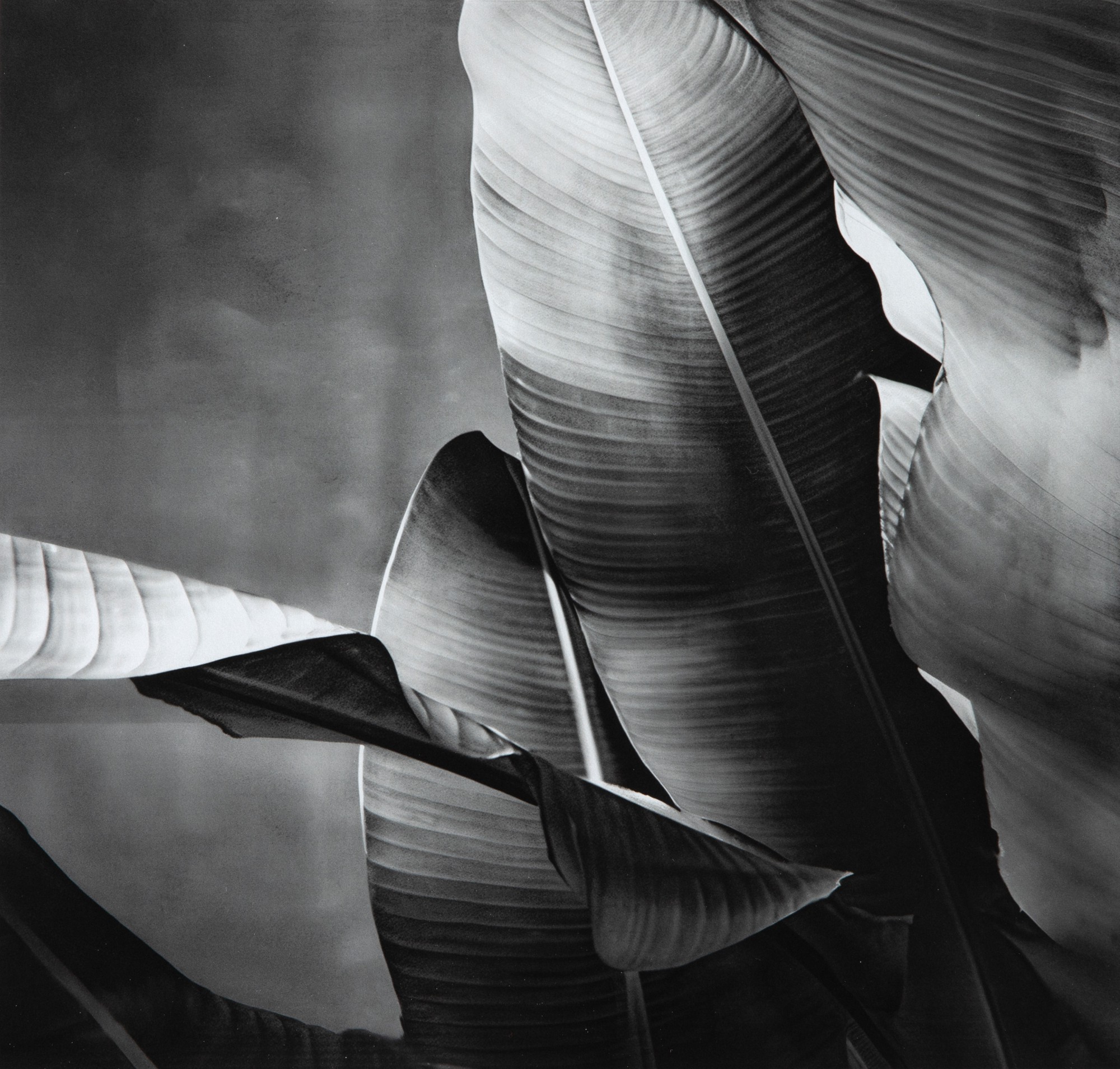 Hugo Kovadloff - Bananeira