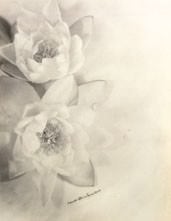 Laure Albin Guillot - Étude De Fleurs