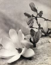 Laure Albin Guillot - Étude De Fleurs