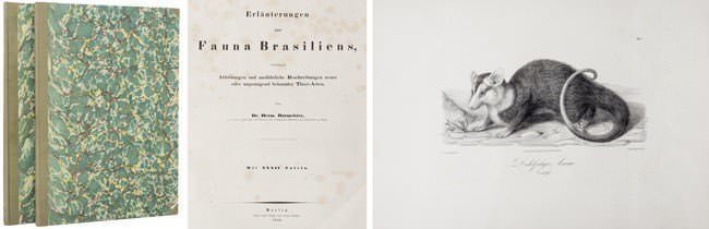 Livro - Álbum - Burmeister, Hermann