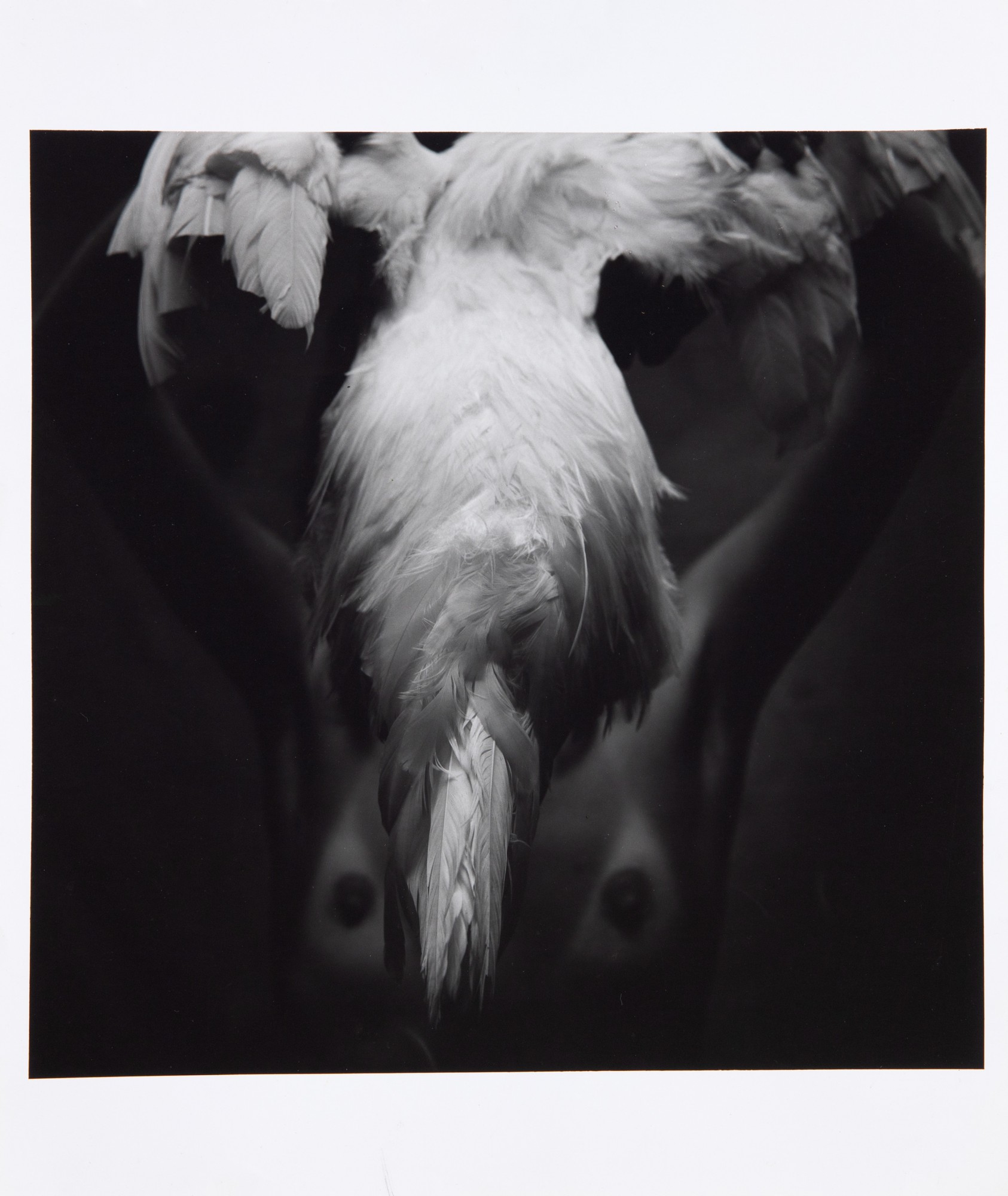Mario Cravo Neto - Maria Ad White Cock