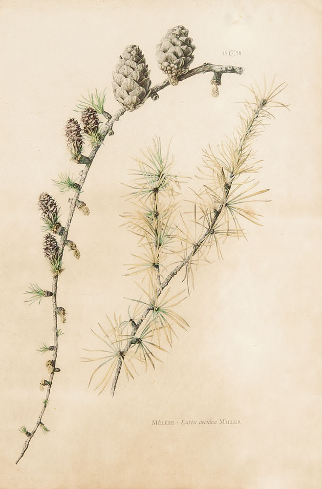 Miller - Melezer-Larix Decidva