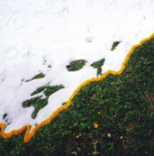 Nils-udo - Neige Tardiue Sur Une Praire de Montagne Fleurs de Pissenlit