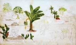 Tarsila do Amaral - Paisagem com Palmeira, Bananeira e Criança